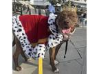 Adopt Mama Queen a American Staffordshire Terrier, Mixed Breed