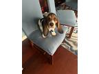 Adopt Margi a Basset Hound