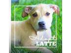 Adopt Latte a Pit Bull Terrier