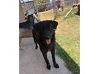 Adopt Merci a Mixed Breed