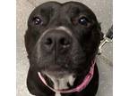 Adopt Honey BooBoo a Pit Bull Terrier