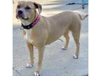Adopt Henrietta a Foxhound