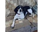 Adopt Pebbles a Treeing Walker Coonhound