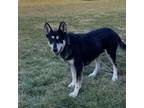 Adopt Cocoa a German Shepherd Dog
