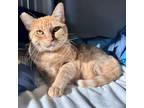 Adopt Peachy a American Shorthair
