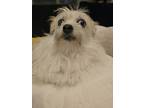 Adopt Blue Eyes a Shih Tzu