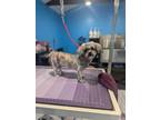 Adopt Sparky a Shih Tzu