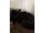 Adopt Marquis a Domestic Medium Hair, Domestic Short Hair
