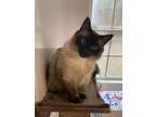 Adopt Queen of Sheba (Baby Cat) a Domestic Medium Hair, Domestic Short Hair