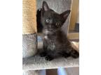 Adopt Lilah a Domestic Short Hair
