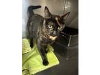 Adopt Jesi Mae (Hershey`s Bar) a Domestic Medium Hair, Domestic Short Hair