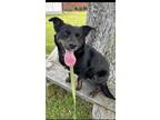 Adopt Belle a Briard, Labrador Retriever