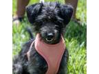 Adopt Poppy a Mixed Breed