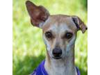 Adopt Lucy a Mixed Breed