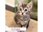 Adopt Tina a Domestic Short Hair