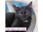 Adopt Tulip a Domestic Medium Hair