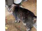 Adopt Lilly a Domestic Short Hair