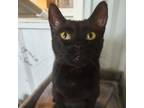 Adopt Moon a Domestic Short Hair