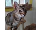Adopt Mae a Domestic Short Hair