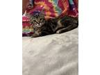 Adopt Tabitha a Domestic Medium Hair