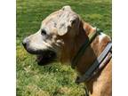 Adopt Honey aka Ethel a Pit Bull Terrier