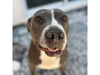 Adopt Lola a Pit Bull Terrier
