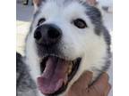 Adopt Bella a Siberian Husky