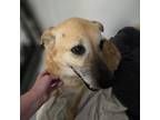 Adopt Mia a German Shepherd Dog