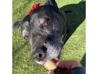 Adopt Precious a Pit Bull Terrier