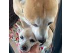 Adopt Luna a German Shepherd Dog