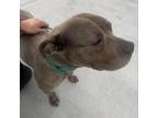 Adopt Marley a Pit Bull Terrier