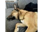 Adopt Holly a German Shepherd Dog