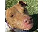 Adopt Matilda a Pit Bull Terrier