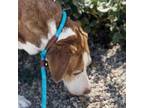 Adopt Luna a Catahoula Leopard Dog, Labrador Retriever