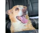 Adopt PJ aka Precious Junior a Border Collie