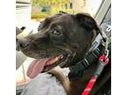 Adopt Bronca a Pit Bull Terrier