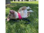 Adopt Hazel a Pit Bull Terrier