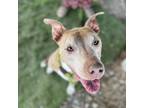 Adopt Zoey a Pit Bull Terrier