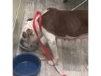 Adopt Sugar a Pit Bull Terrier