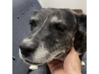 Adopt Daisy a Dutch Shepherd