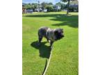 Adopt Gerdy a Caucasian Sheepdog / Caucasian Ovtcharka