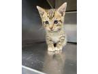 Adopt Tiger a Domestic Short Hair