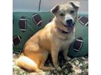 Adopt Oscar a Husky