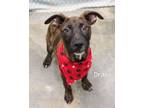 Adopt Drake a Pit Bull Terrier