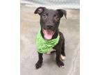 Adopt Ansel a Pit Bull Terrier