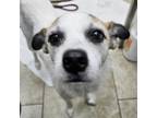 Adopt Jax a Wire Fox Terrier
