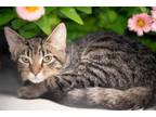 Adopt WARREN a Domestic Short Hair