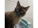 Adopt Simon a Siamese