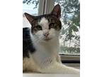 Adopt Tax a Domestic Short Hair