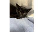 Adopt Hamilton a Domestic Short Hair